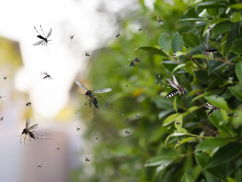 Plaga owadów w wakacyjnym kraju. „Mam ponad 30 miejsc z ukąszeniami”