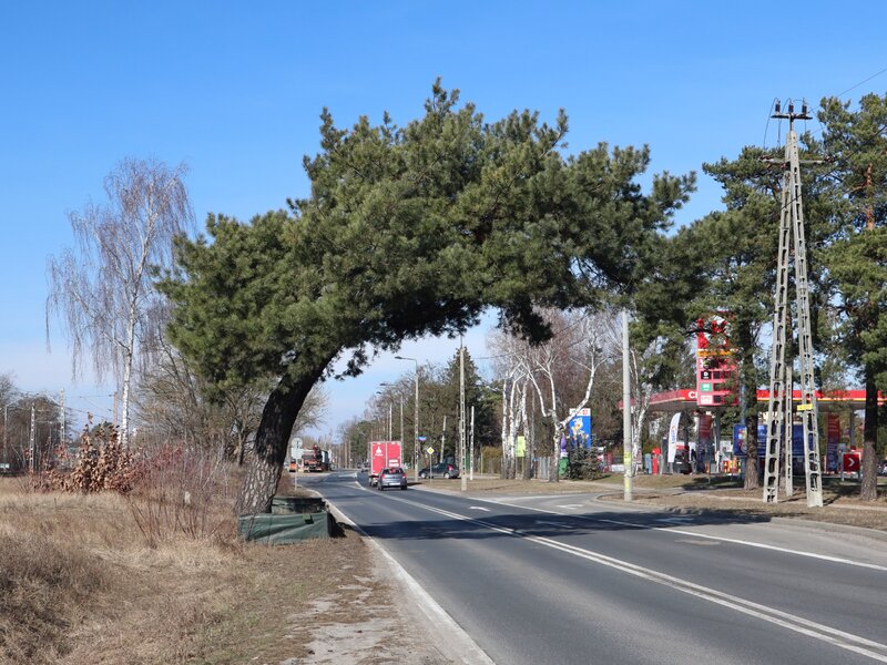 „Brama do miasta” z nagrodą. To niezwykłe drzewo od lat zachwyca Polaków