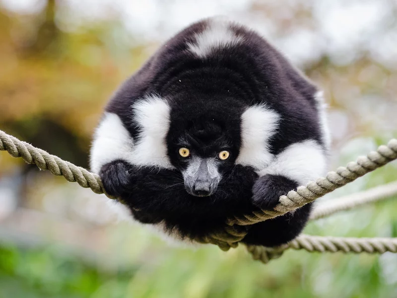 Wrocławskie zoo ma nowych mieszkańców. To niezwykle rzadko spotykane zwierzęta