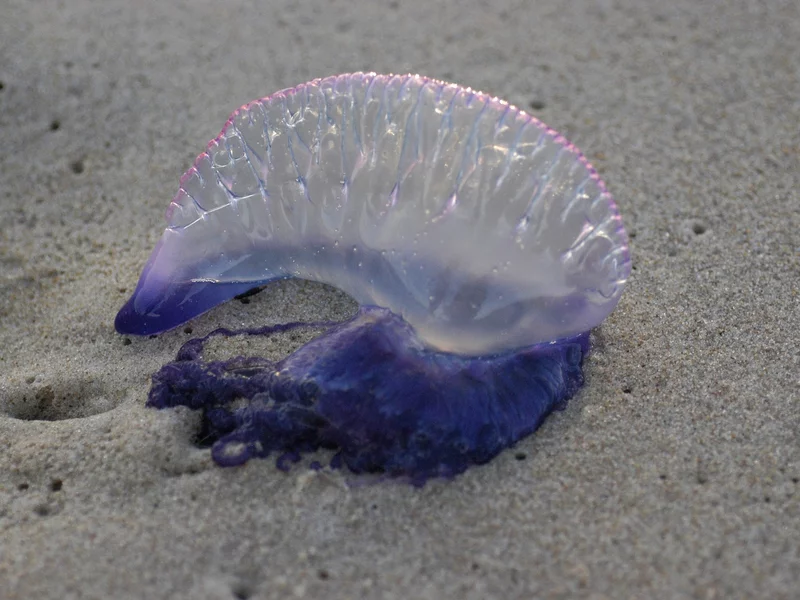 Niebieskie stworzenia wywołały alarm w turystycznym raju. Zamknięto kąpieliska